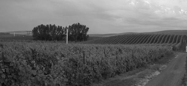 Cougar Crest Estate Winery Cover Image
