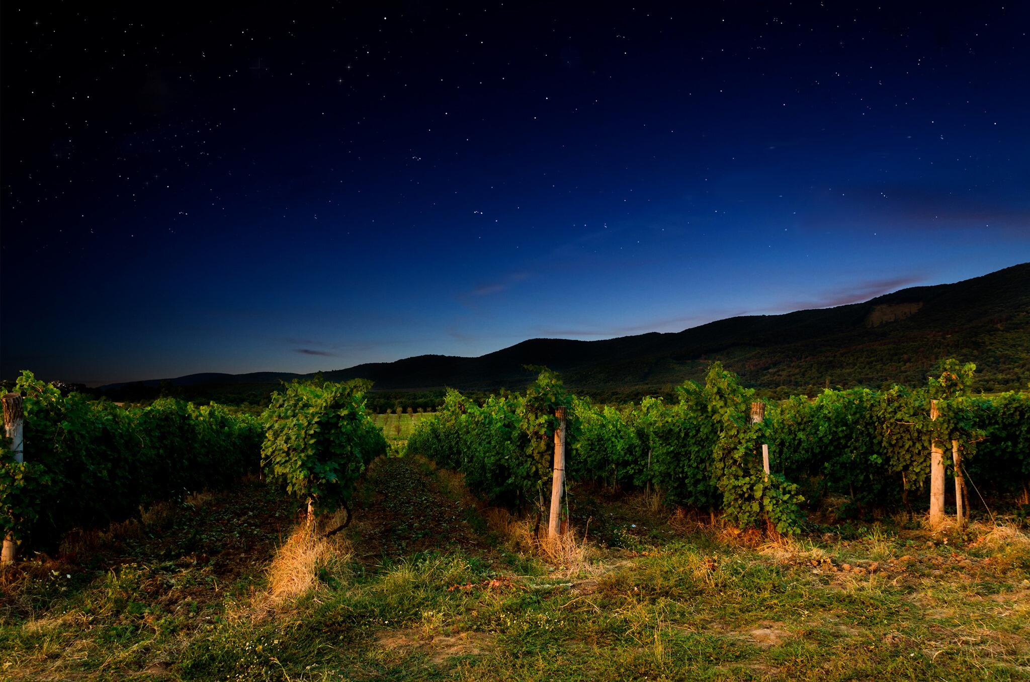 Big Sipper Wine Cover Image