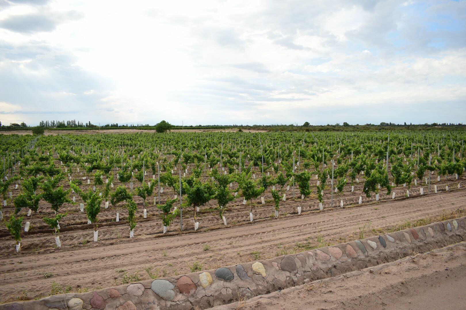 Tittarelli Wines Cover Image