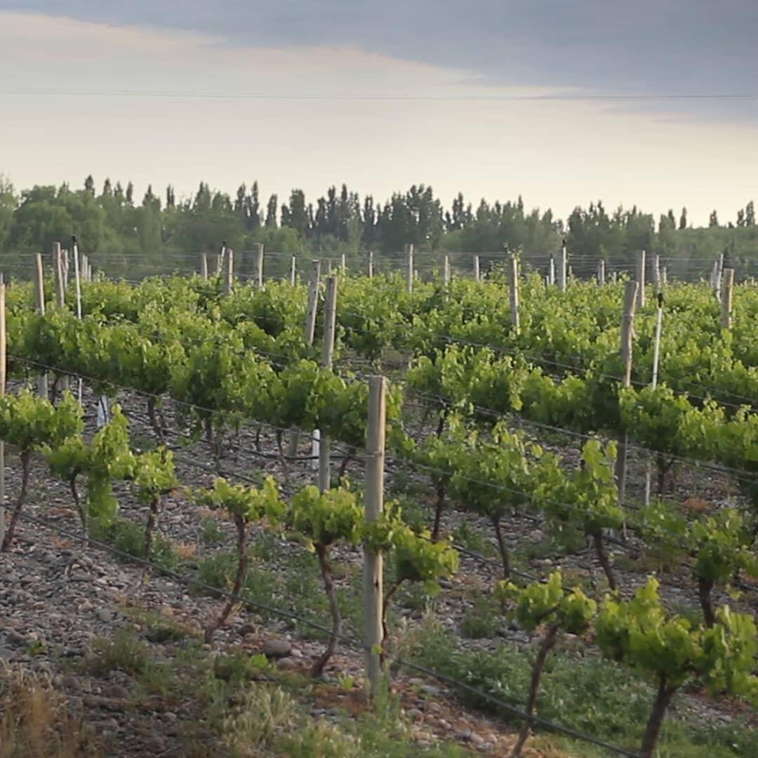 Bodega Aniello Cover Image