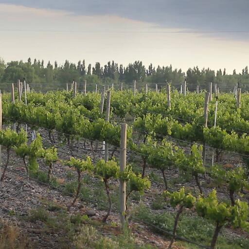 Bodega Aniello Image