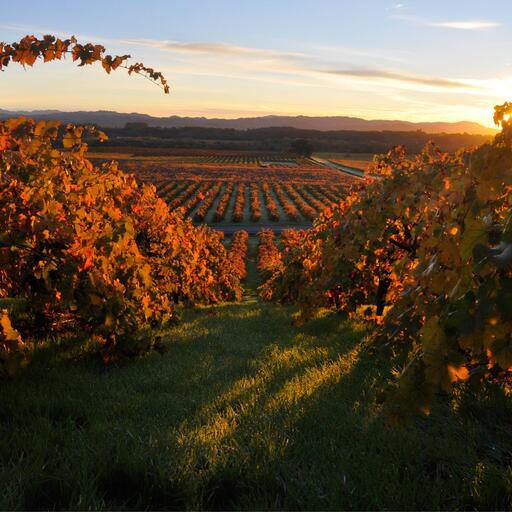 Wade Cellars Image