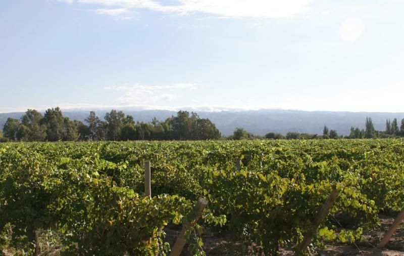 Casa Montes Bodega y Viñedos Cover Image