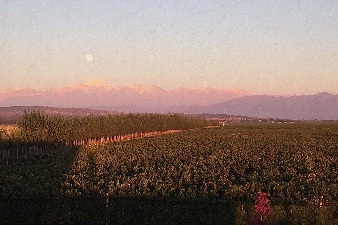 Abito Wines Cover Image