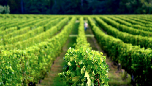 Château Haut Fayan Image