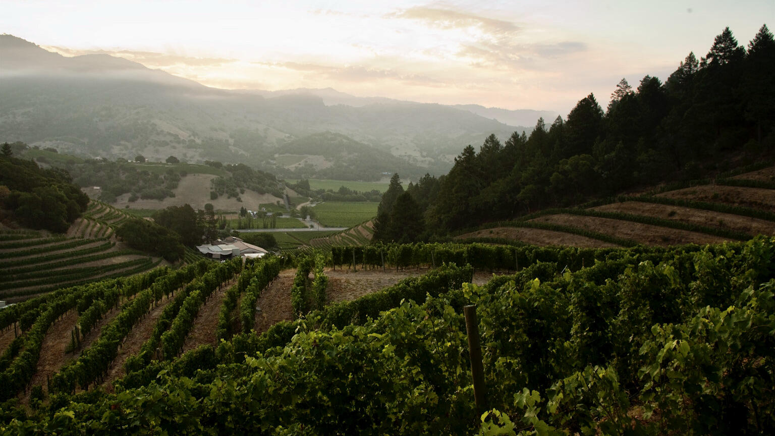 Pine Ridge Vineyards Cover Image