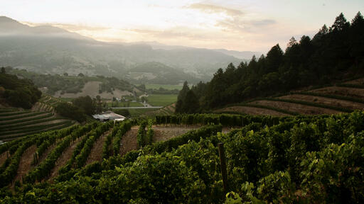 Pine Ridge Vineyards Image