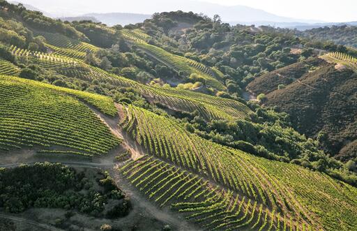 Geodesy Wine Image