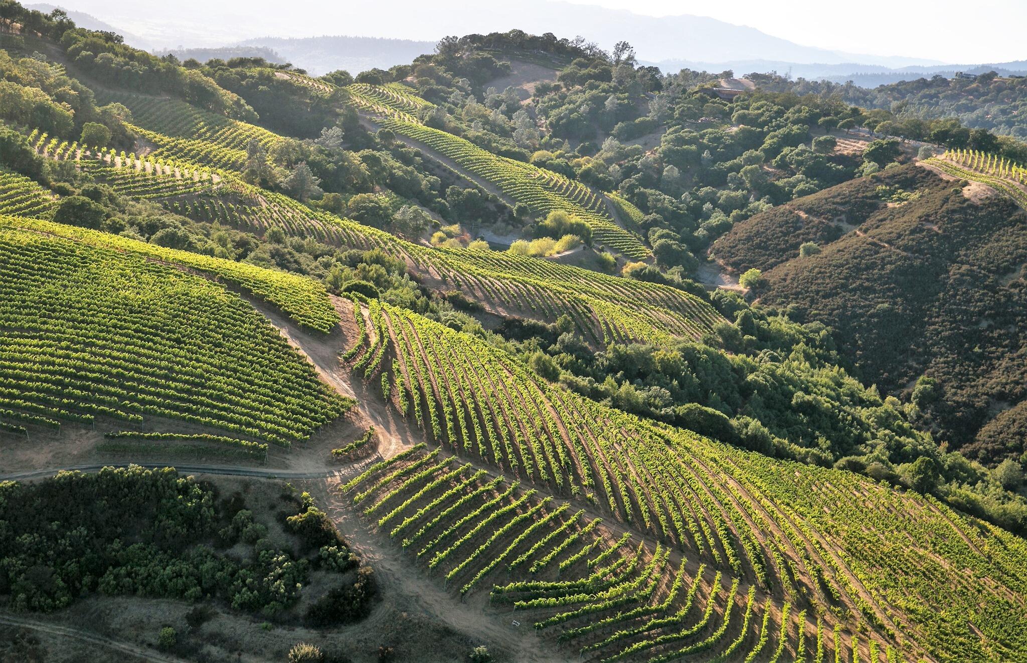 Geodesy Wine Cover Image