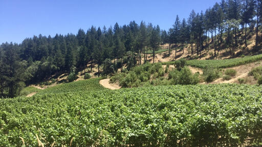 Pott Wine Image