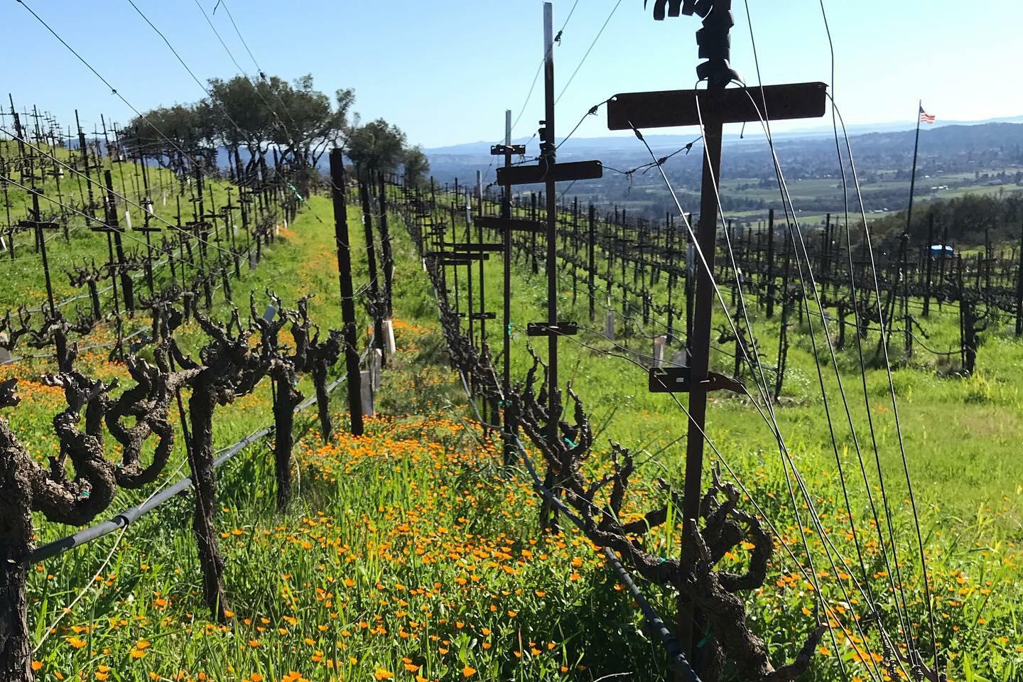 Hossfeld Vineyards Cover Image