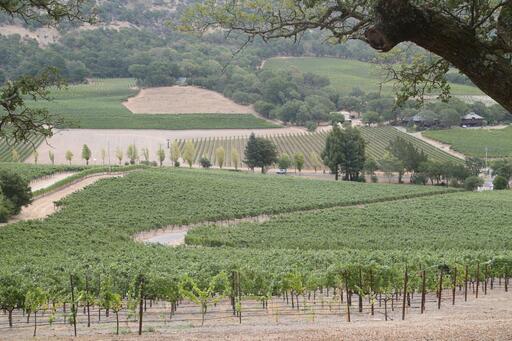 Rewa Vineyards Image