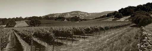 Gargiulo Vineyards Image
