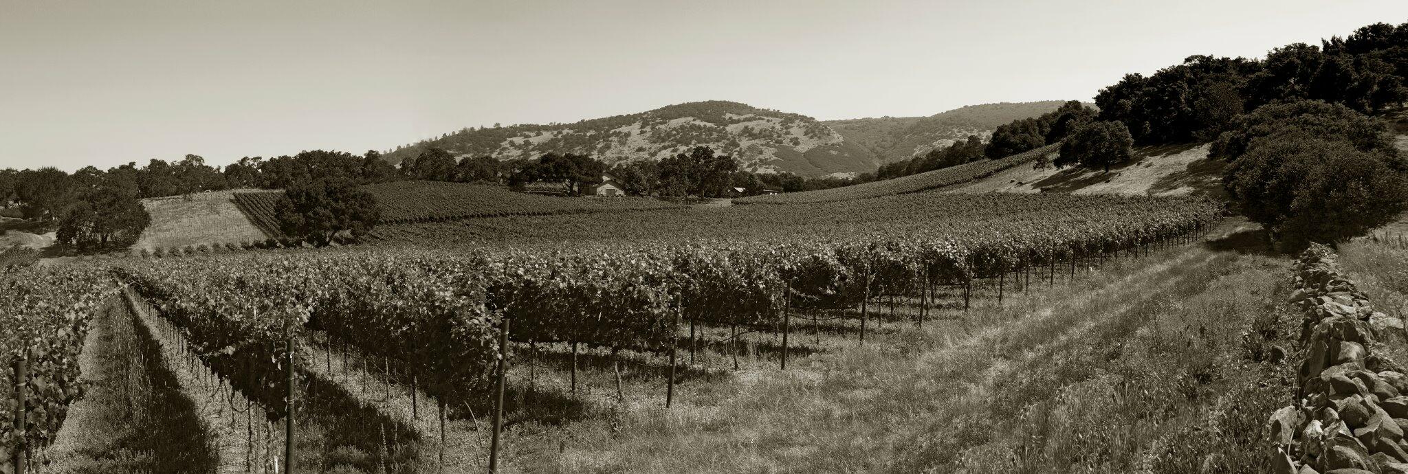 Gargiulo Vineyards Cover Image