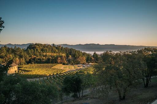 Vineyard 7 & 8 Image