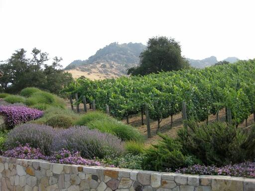 Cavus Vineyards Image