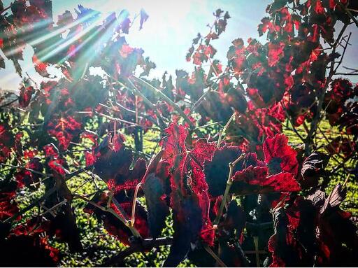 David Fulton Winery Image