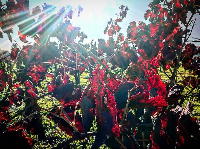 David Fulton Winery Cover Image