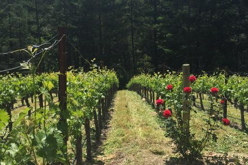 Vineyard 511 Image