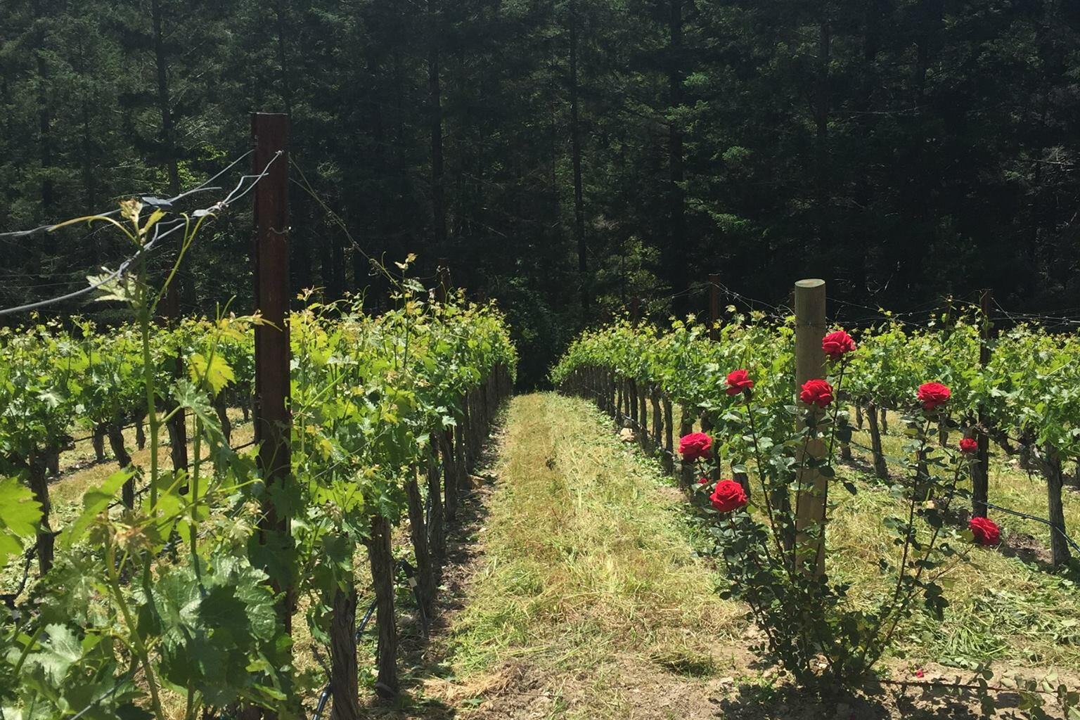 Vineyard 511 Cover Image