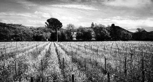 Martin Estate Image