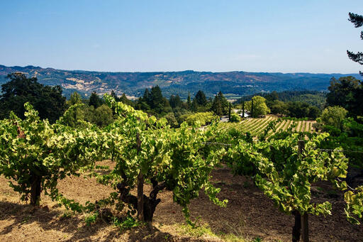 Stony Hill Vineyard Image