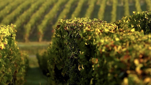 Château Larrivet Haut-Brion Image