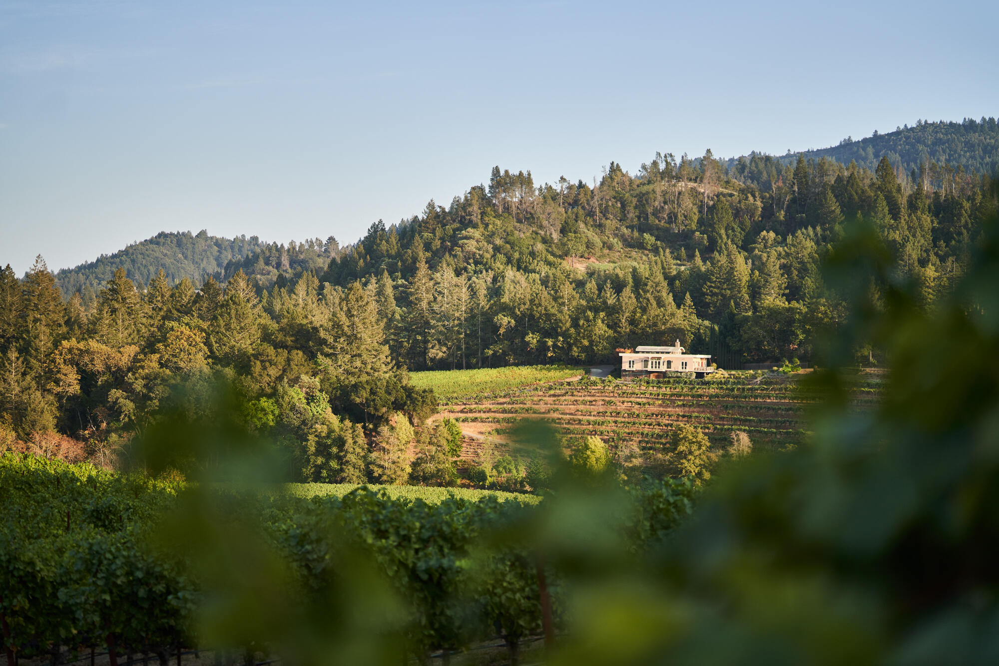 Diamond Creek Vineyards Cover Image
