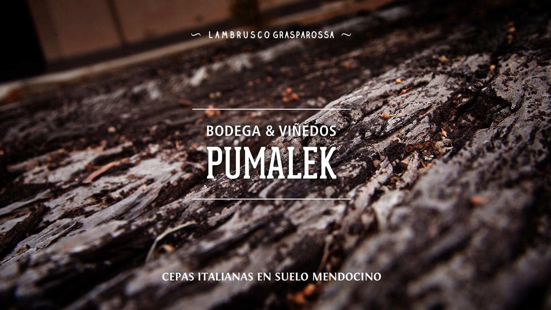 Pumalek Cover Image
