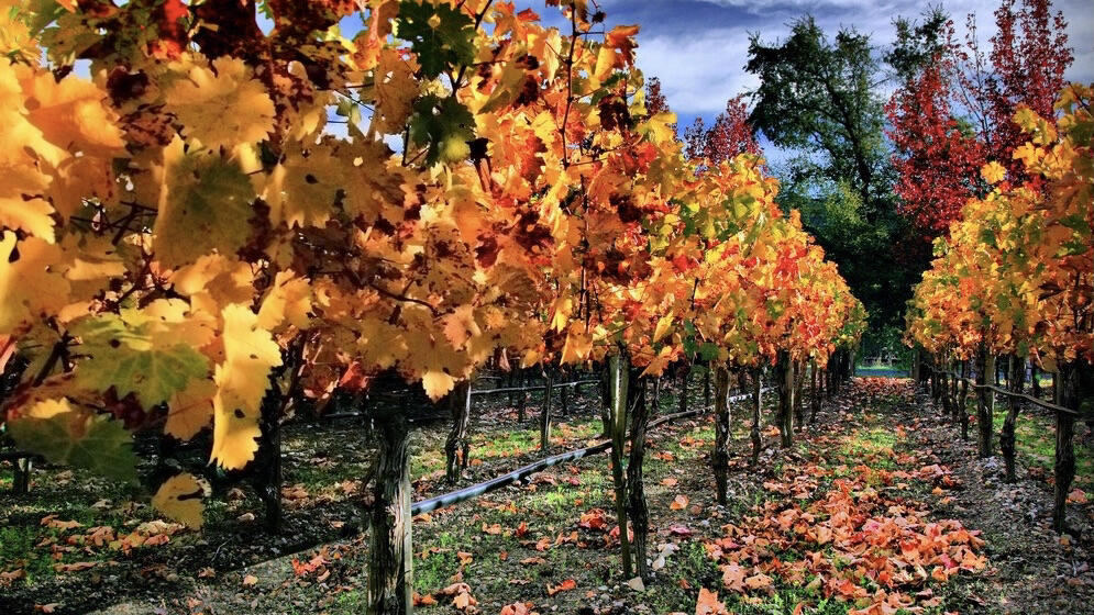 Vincent Arroyo Winery Cover Image