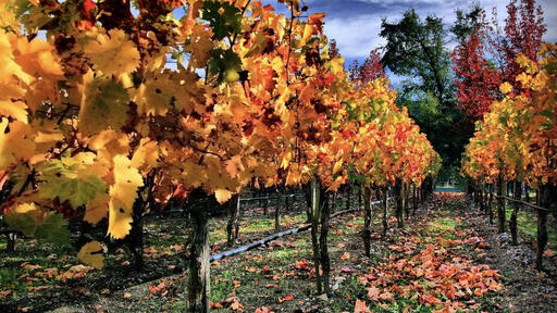 Vincent Arroyo Winery Image