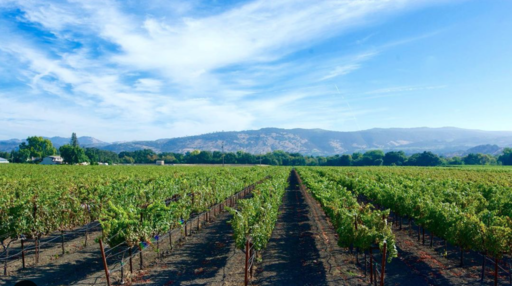 The Vice Napa Valley Wines Image