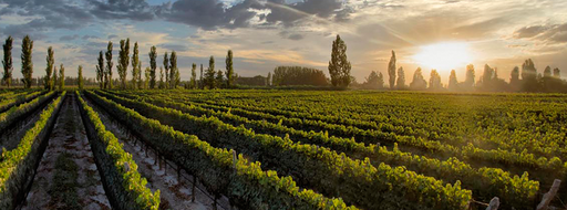 Bodega Dante Robino Image