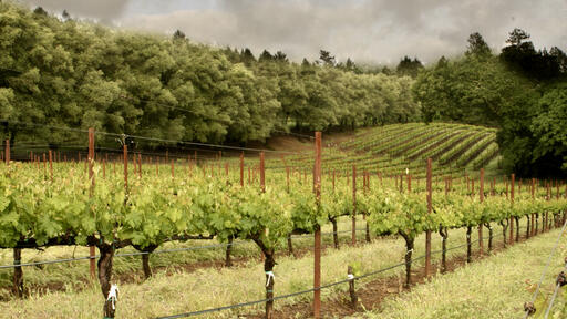 Davies Vineyards Image