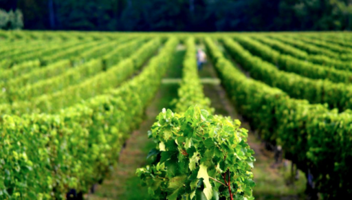 Château La Croix Parent Image