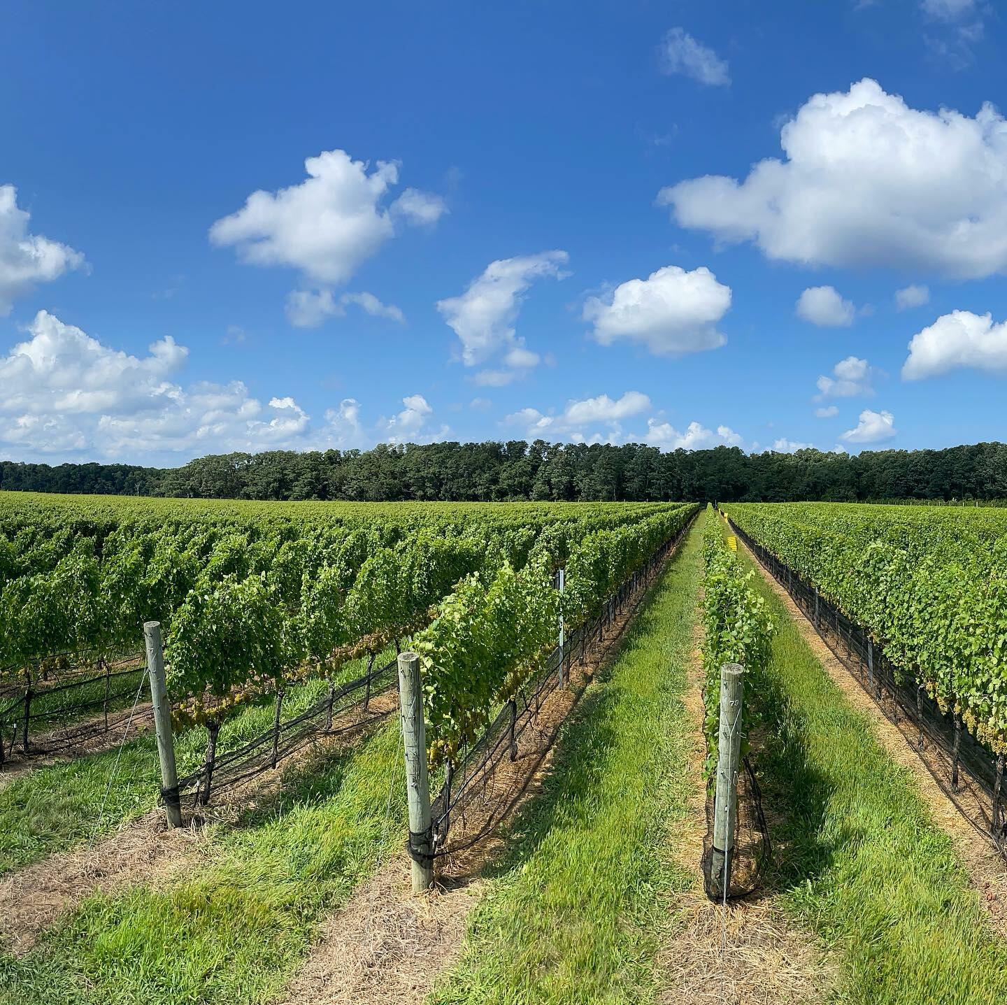 Johnson Estate Winery Dry Riesling Johnson Estate Winery Wines New