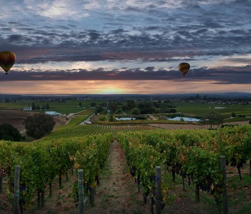 Padis Vineyards Image