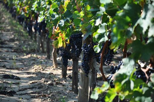 Château Latour a Pomerol Image