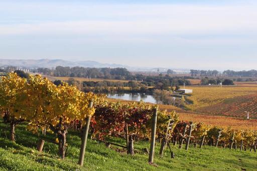 Kale Wines Image