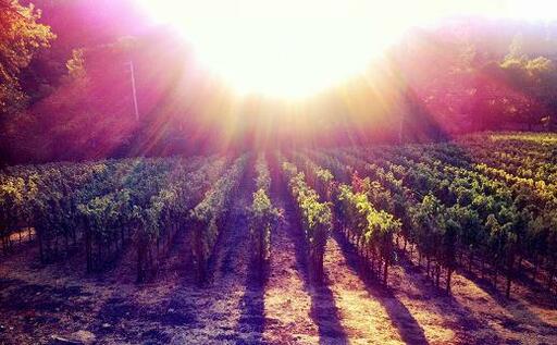 Haber Family Vineyards Image