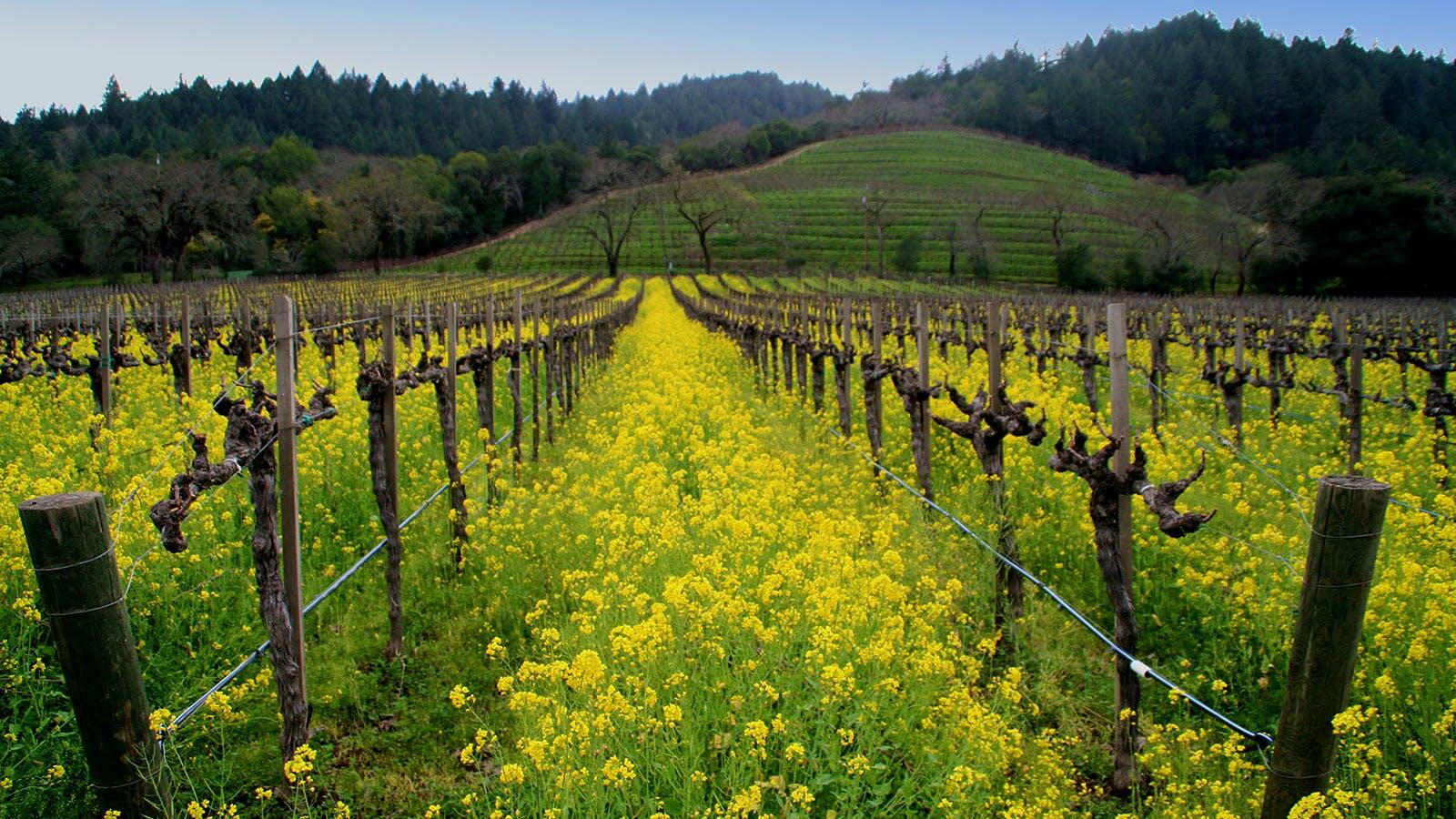 Detert Family Vineyards Cover Image