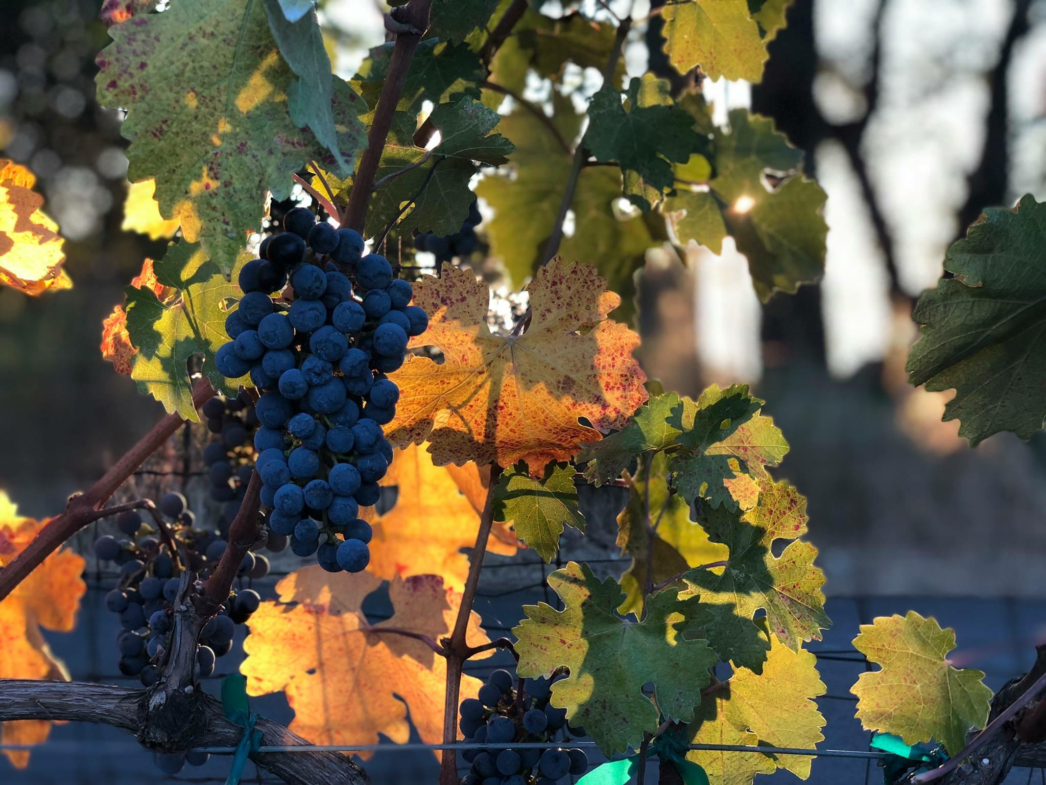 Summit Lake Vineyards & Winery Cover Image