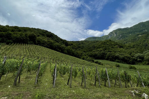 Naberauli Wines Image
