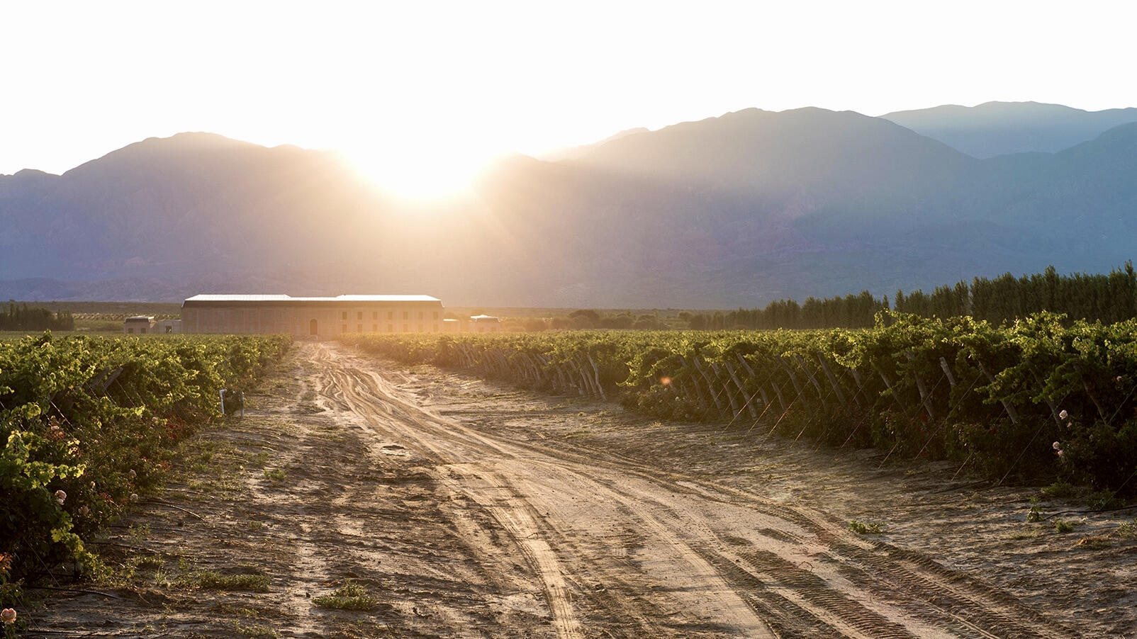 Viñas en Flor Bodega Cover Image