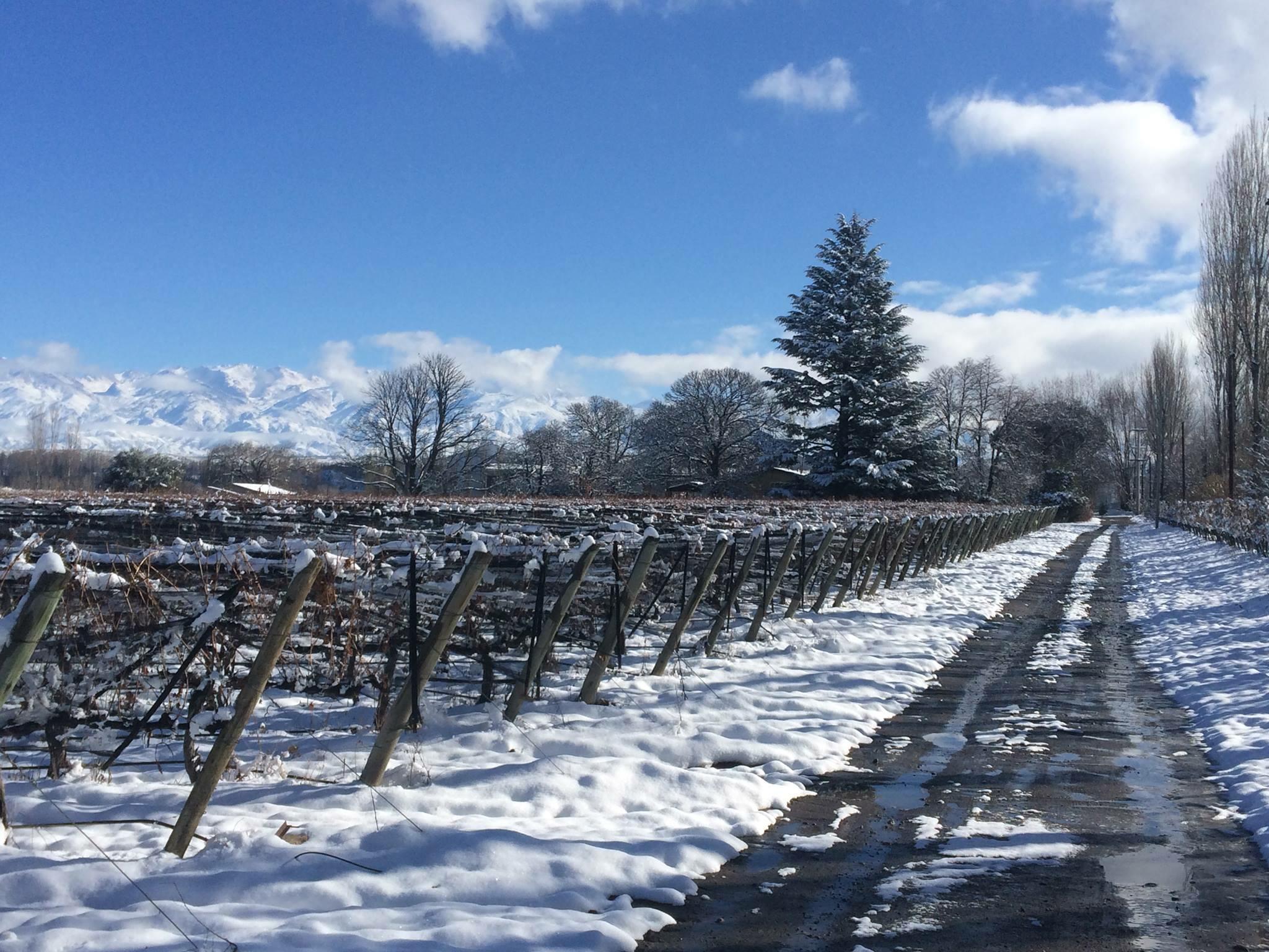 Gouguenheim Winery Cover Image