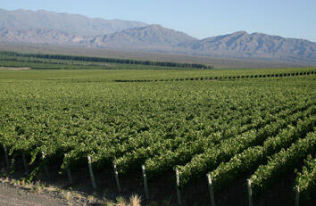 Vicentin Family Wines Image