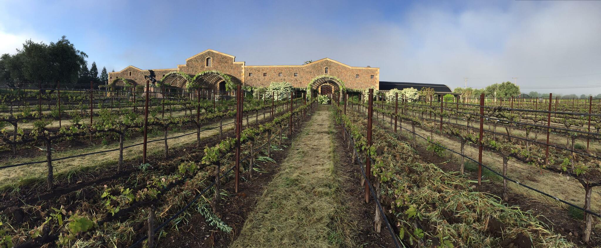 Black Stallion Estate Winery Cover Image