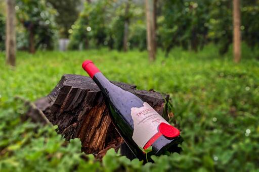 Tsulukidze Wine Yards Image