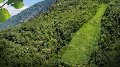 Cantina Terlano Image