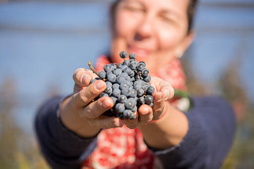 Ricominciare Family Winery Image